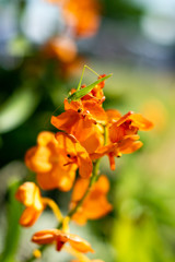 Grasshopper on orange orchid in garden