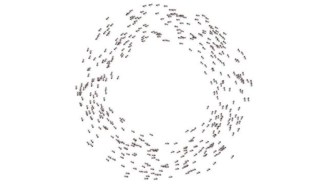 Big school of ants.