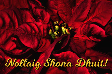 The Irish Gaelic text "Nollaig Shona Dhuit" means "Merry Christmas", which is in front of a red poinsettia. The perfect holiday season greetings card.