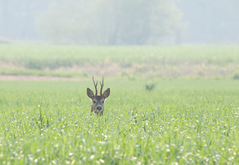 kozioł © fotokutkowska