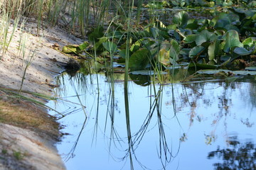 The reflection of trees in water