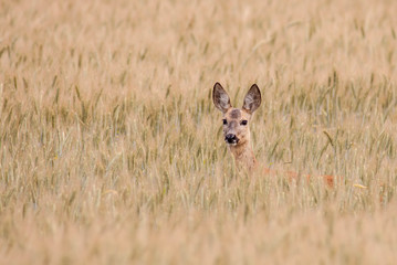 sarna © fotokutkowska