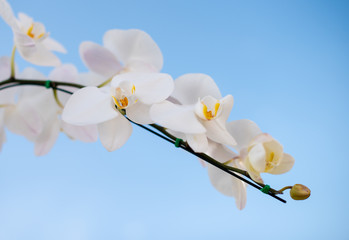 White orchid with blue sky background