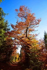 Colors of autumn © Aldona