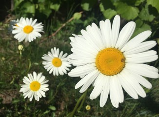 Fototapeta premium Summer camomile