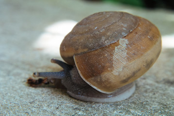 snail on a stone