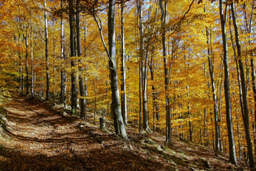 Obraz premium jesień beskid maly