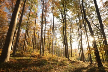 Autumn beech forest in the sunshine