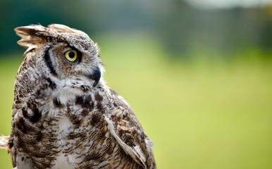 Hibou