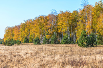 Fototapeta premium Autumn, forest, nature. Vivid morning in colorful forest with sun rays through branches of trees. Scenery of nature with sunlight.