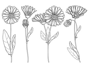 Vector set with outline Calendula officinalis or pot marigold, bud, leaf and flower bunch in black isolated on white background. Contour medicinal plant Calendula for herbal design or coloring book. - obrazy, fototapety, plakaty