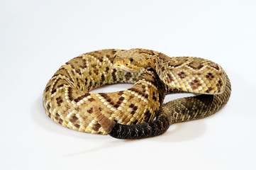 Fototapeta premium Basilisken-Klapperschlange (Crotalus basiliscus) - Mexican west coast rattlesnake