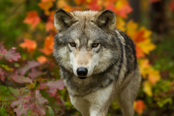 Naklejka na ściany i meble Gray Wolf adult in fall colors taken in central MN under controlled conditions