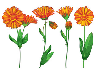 Vector set with outline Calendula officinalis or pot marigold, bud, ornate green leaf and orange flower bunch isolated on white background. Contour medicinal plant Calendula for herbal design.