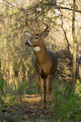 Naklejka na ściany i meble White-tailed Deer buck in rut