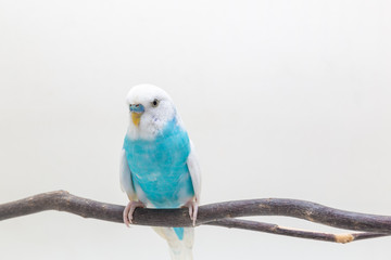 Blue and white budgie, Budgerigar Bird