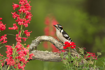 Downy Woodpecker male with red flowers taken in central MN
