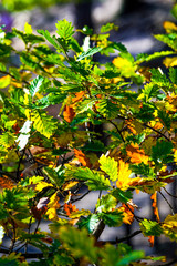 Lichtdurchflutete Eichenblätter im Herbst

