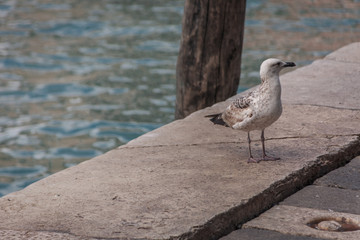 Möwe am Ufer