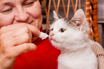 The woman is feeding a small white kitten. Caring for animals_