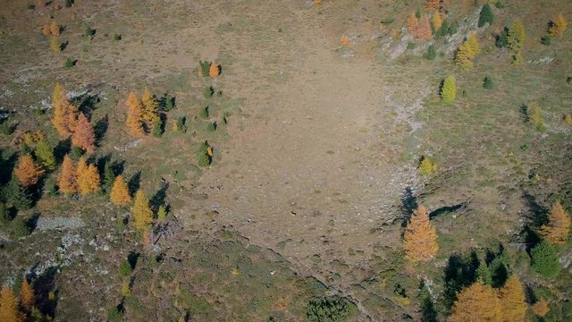 Aerial 4K - Deer in the mountains
