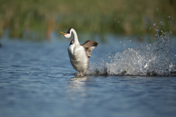 Western Grebe rushing on waters surface