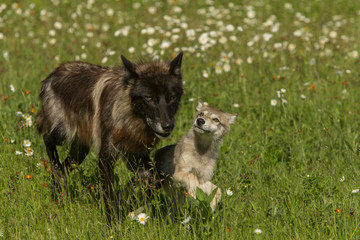 Naklejka na ściany i meble Gray Wolf adult and pup taken in central MN under controlled conditions