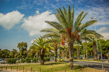 Obraz na płótnie Canvas south country vivid landmark street view with car road and palms near tropic Mediterranean sea in hot summer colorful bright weather 