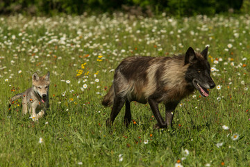 Gray Wolf adult and pup taken in central MN under controlled conditions