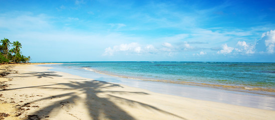 Caribbean sea and green palm trees.
