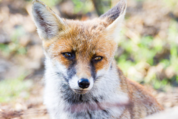 Naklejka na ściany i meble Alberese (Gr), Italy, fox close up in the Maremma regional park, Italy