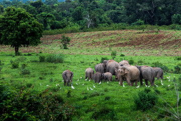 Asian wild elephant Kuiburi National Park, Thailand