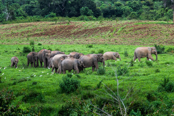 Asian wild elephant Kuiburi National Park, Thailand