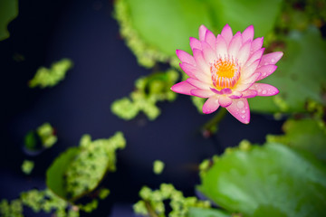 Beautiful pink waterlily or lotus flower in pond.