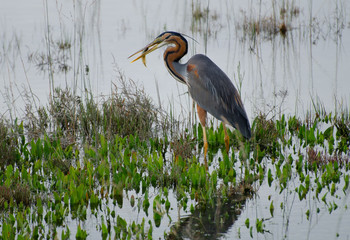 Purple heron (Ardea purpurea) has caught a small fish, salt marshes of the Venice lagoon, Italy