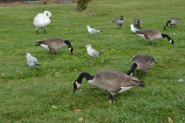 goose3