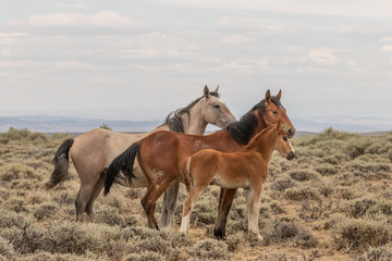Wild Horse Mare and Foal