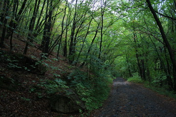 Fototapeta premium path in the forest