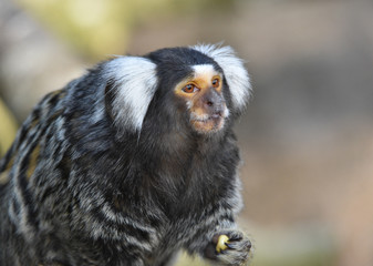 Marmoset