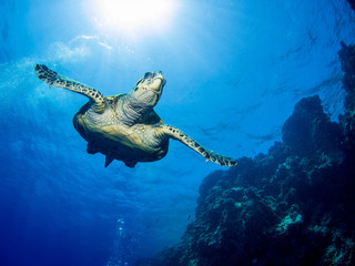 Obraz na płótnie Canvas Schildkröte im Roten Meer in Ägypten