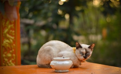 Thai cat