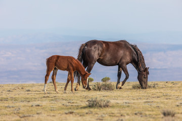 Wild Horse Mare and Foal