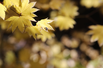Autumn leaves Lake Tahoe