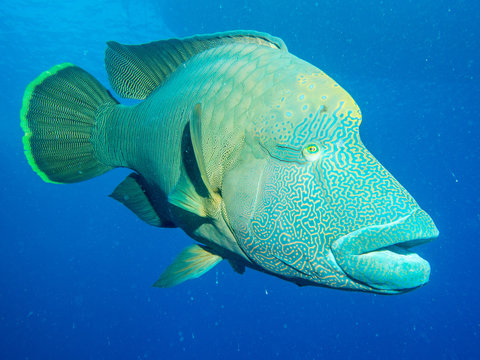 Napoleon Lippfisch im Roten Meer in &Auml;gypten