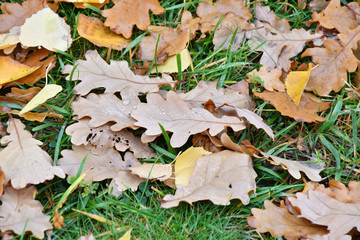 Autumn leaves after the rain