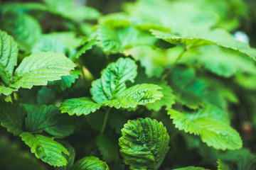 Red ripe wild strawberry on plant in the forest. Selective focus. Shallow depth of field.