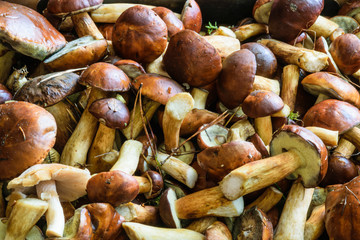 Fresh bay bolete mushrooms in a box. Indoor close-up.
