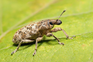 Beetle weevil runs on a green leaf in the grass.
