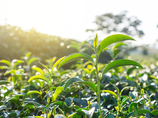 Green tea leaves in the tea garden in the morning with sunlight..