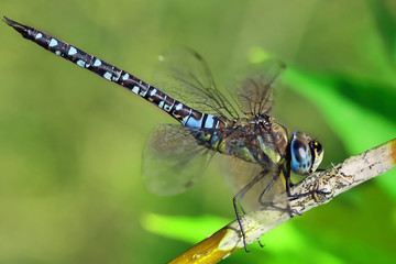 Dragonfly sitting on a stalk of grass.